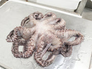 Whole Gulf Octopus (5–6 lbs)