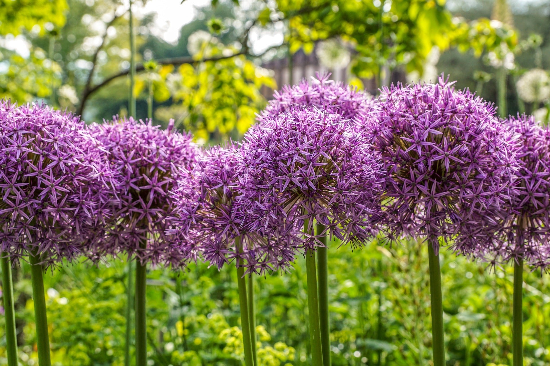 20 STAR OF PERSIA ALLIUM Christophii Silvery Amethyst Purple Flower Seeds