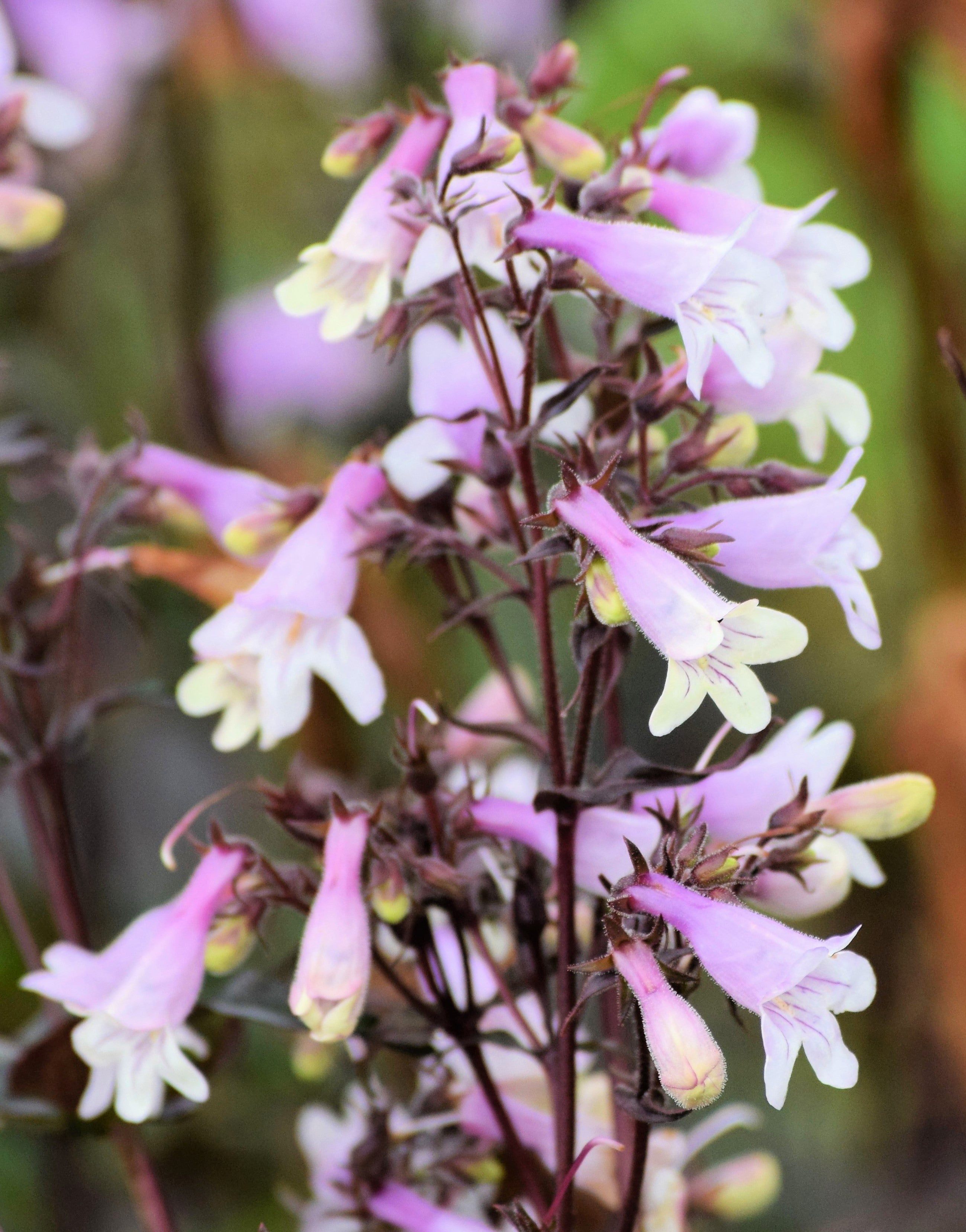 250 NATIVE MIX Beardtongue PENSTEMON Grandiflorus, Strictus, Cobaea, Palmeri, Digitalis, Pallidus - Pink White Blue Purple Flower Seeds