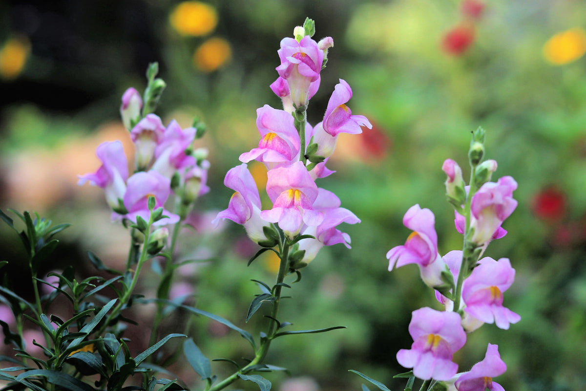 250 NATIVE MIX Beardtongue PENSTEMON Grandiflorus, Strictus, Cobaea, Palmeri, Digitalis, Pallidus - Pink White Blue Purple Flower Seeds