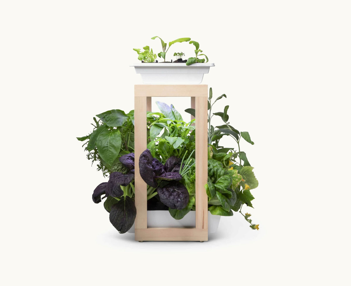 Personal Rise Garden