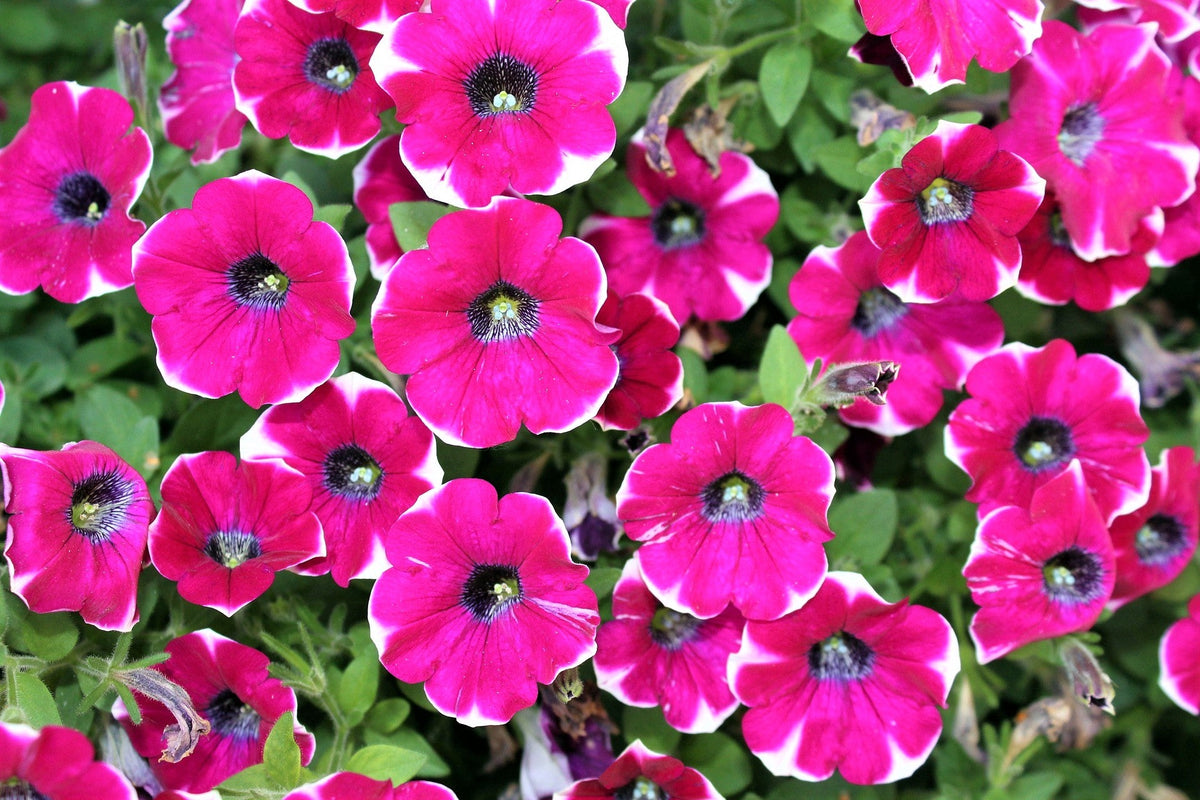 50 PICOTEE MIX PETUNIA Multiflora Mixed Colors Bicolor White Blue Purple Pink Red Flower Seeds