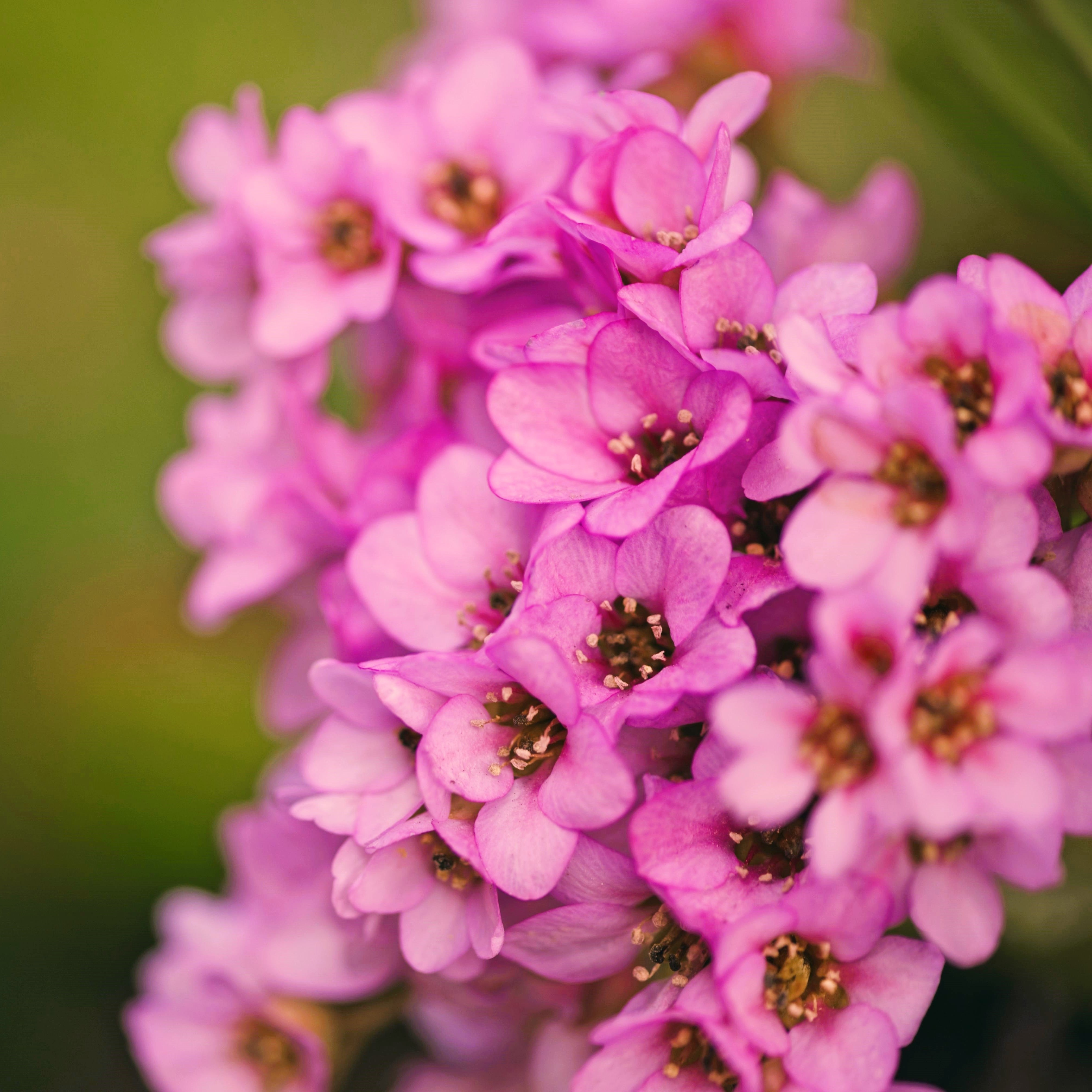 1000 Pink ALYSSUM ROSIE O DAY Lobularia Maritima Flower Seeds