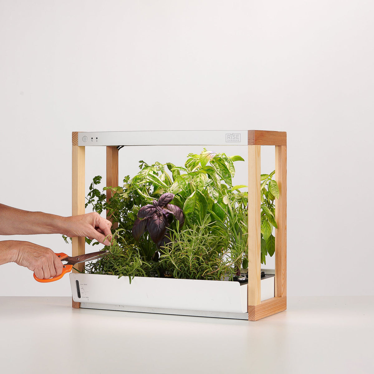 Personal Rise Garden