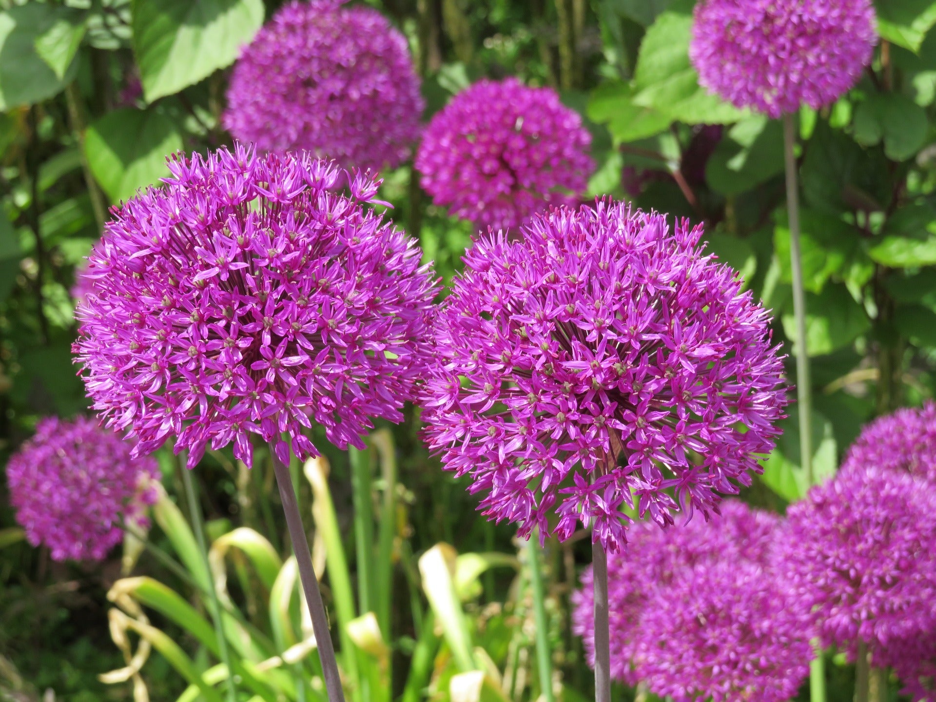 20 STAR OF PERSIA ALLIUM Christophii Silvery Amethyst Purple Flower Seeds
