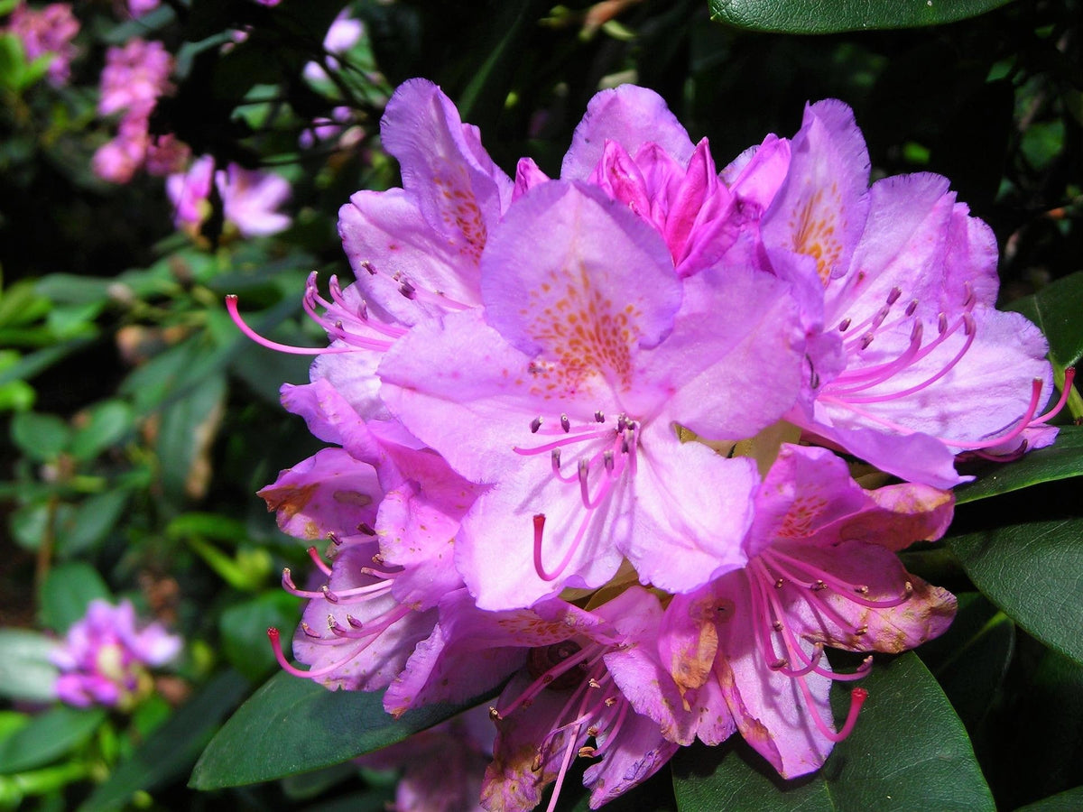 40 CAROLINA RHODODENDRON Carolinianum Dwarf Azalea Pink Purple Flower Shrub Seeds