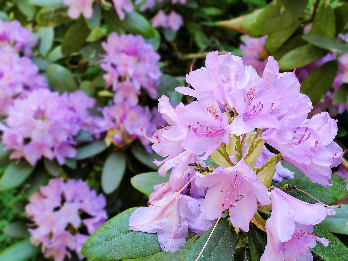 40 CAROLINA RHODODENDRON Carolinianum Dwarf Azalea Pink Purple Flower Shrub Seeds