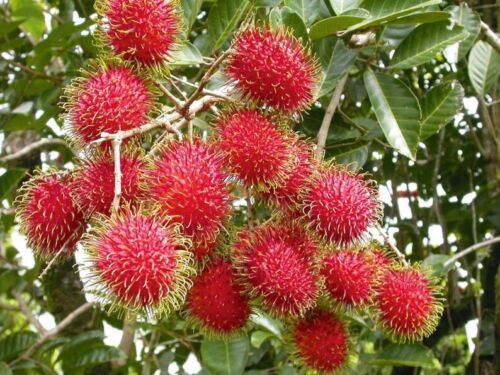 Fresh Rambutans - 1 Bag ( From 3 to 4 Lbs )