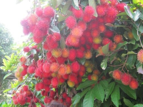 Fresh Rambutans - 1 Bag ( From 3 to 4 Lbs )