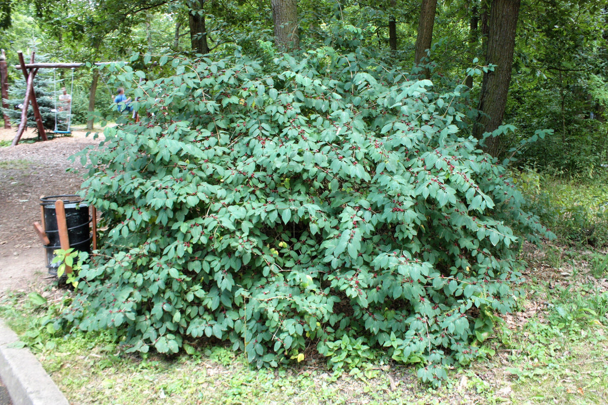 50 Tatarian Asian HONEYSUCKLE Lonicera Tatarica Pink Flower Shrub Bush Seeds