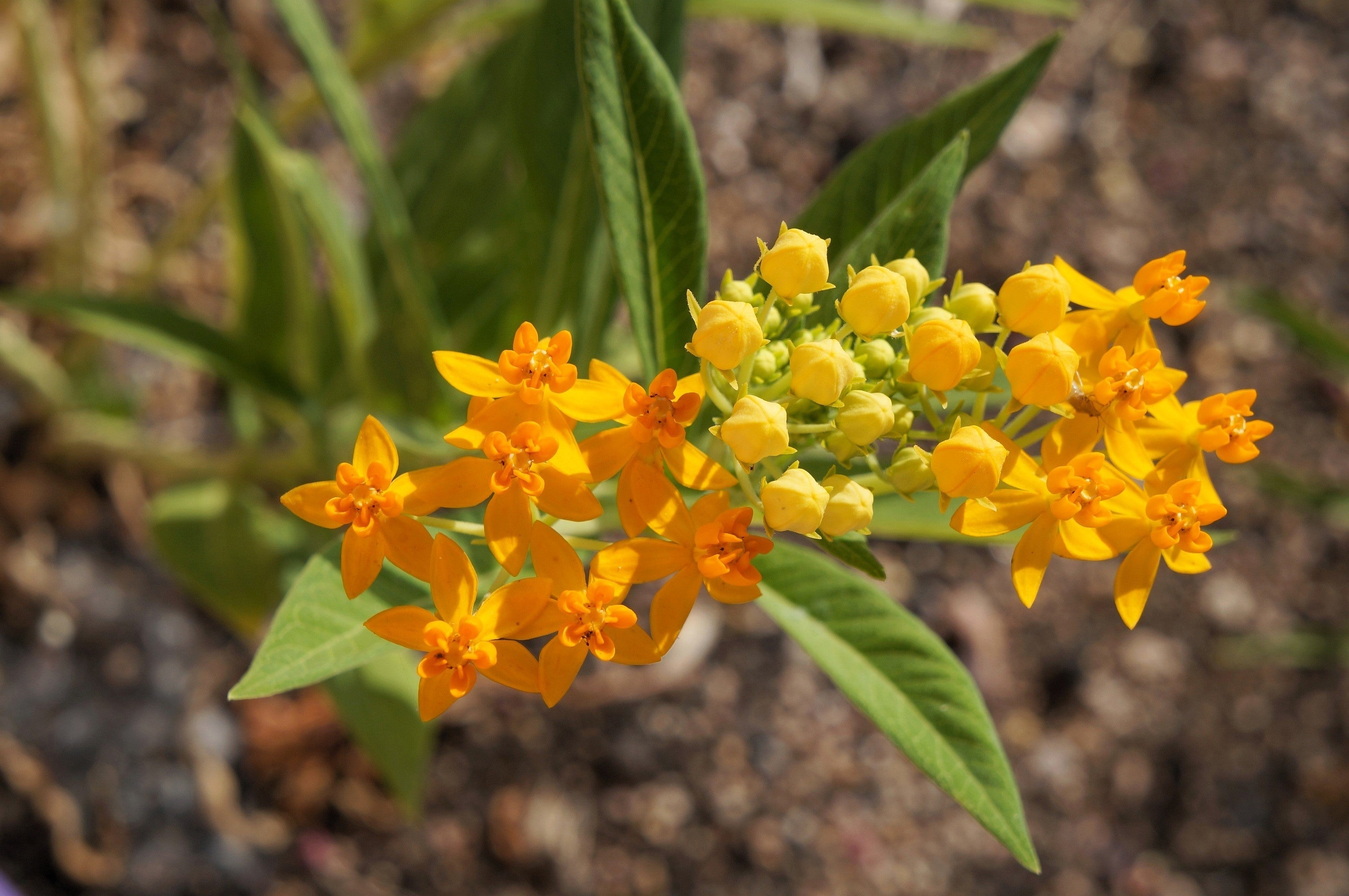 10 SILKY GOLD MILKWEED Butterfly Weed Asclepias Curassavica Monarch Flower Seeds