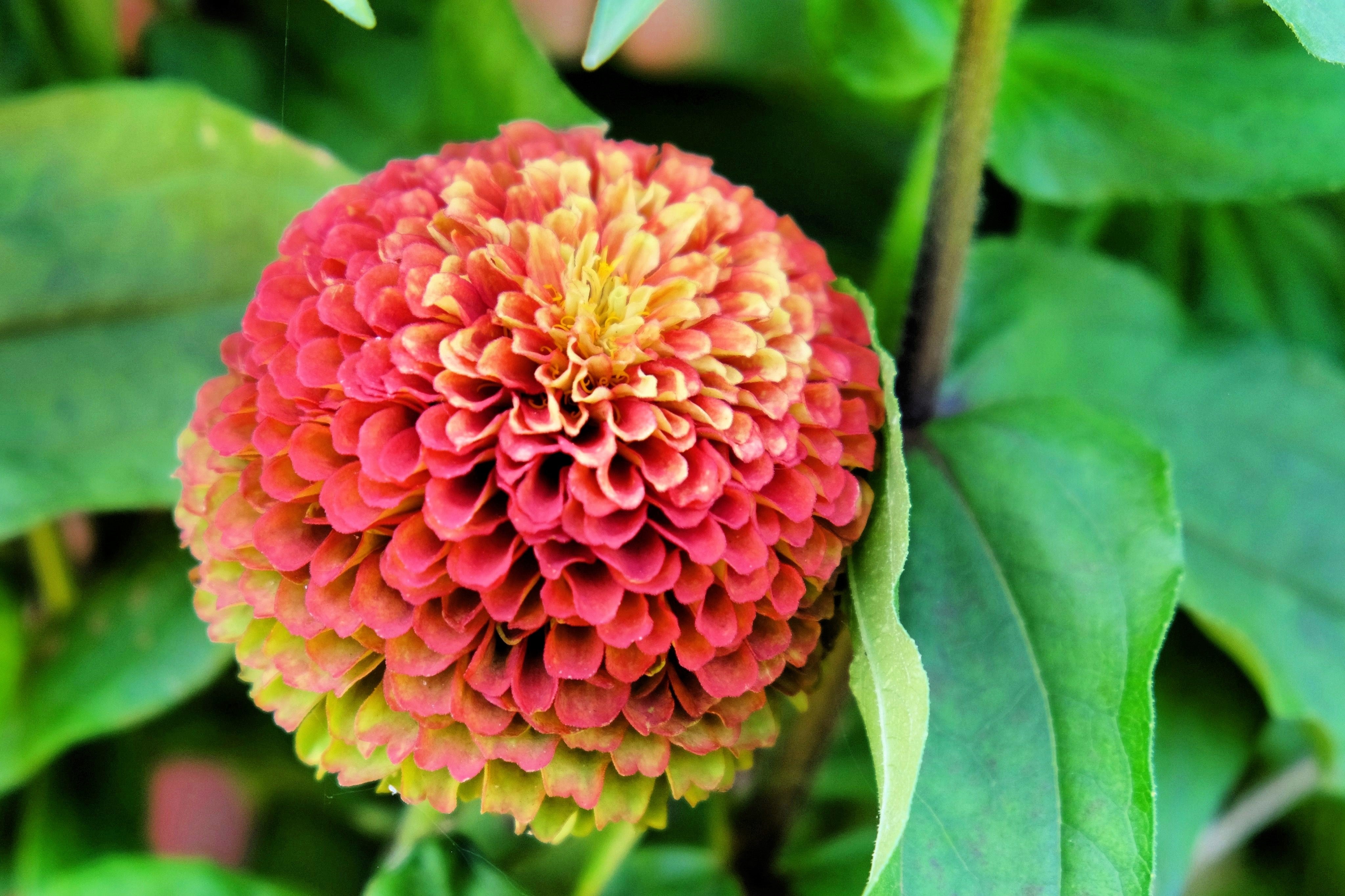 20 Organic QUEENY LIME MIX ZINNIA Elegans Mixed Colors Red Orange Yellow Pink Green Queen Flower Seeds