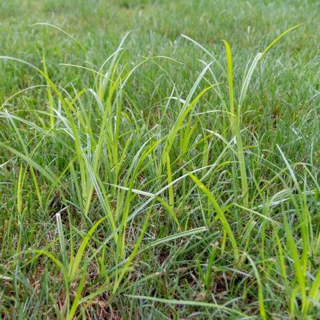 Sedgehammer Plus Weed Control