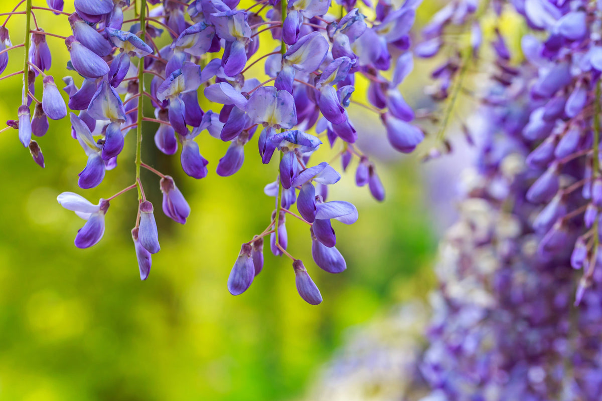 5 BLUE CHINESE WISTERIA Sinensis Ornamental Vine Climber Blue Violet Purple Flower Seeds