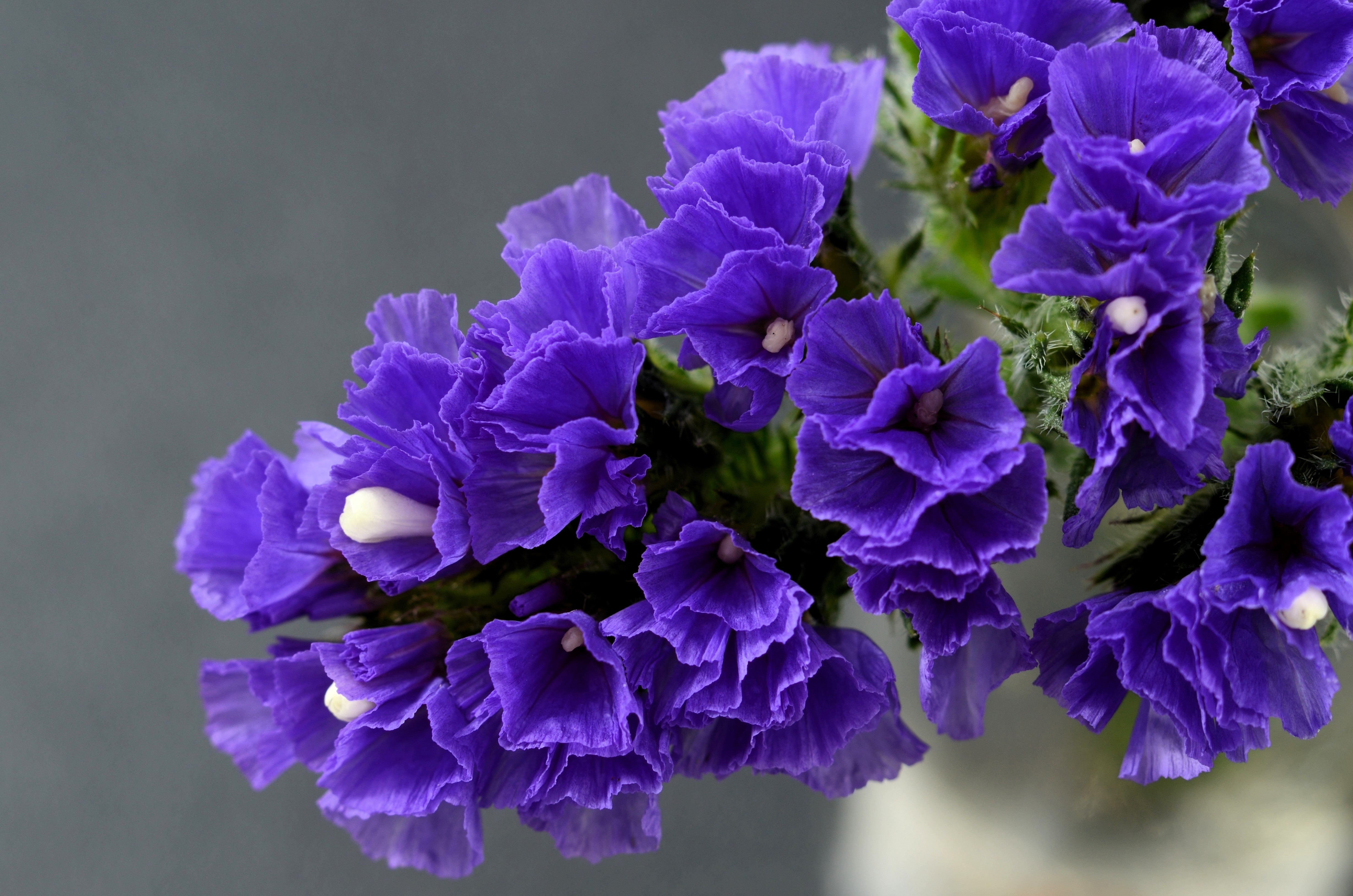 50 Purple STATICE / SEA LAVENDER Limonium Sinuatum Flower Seeds