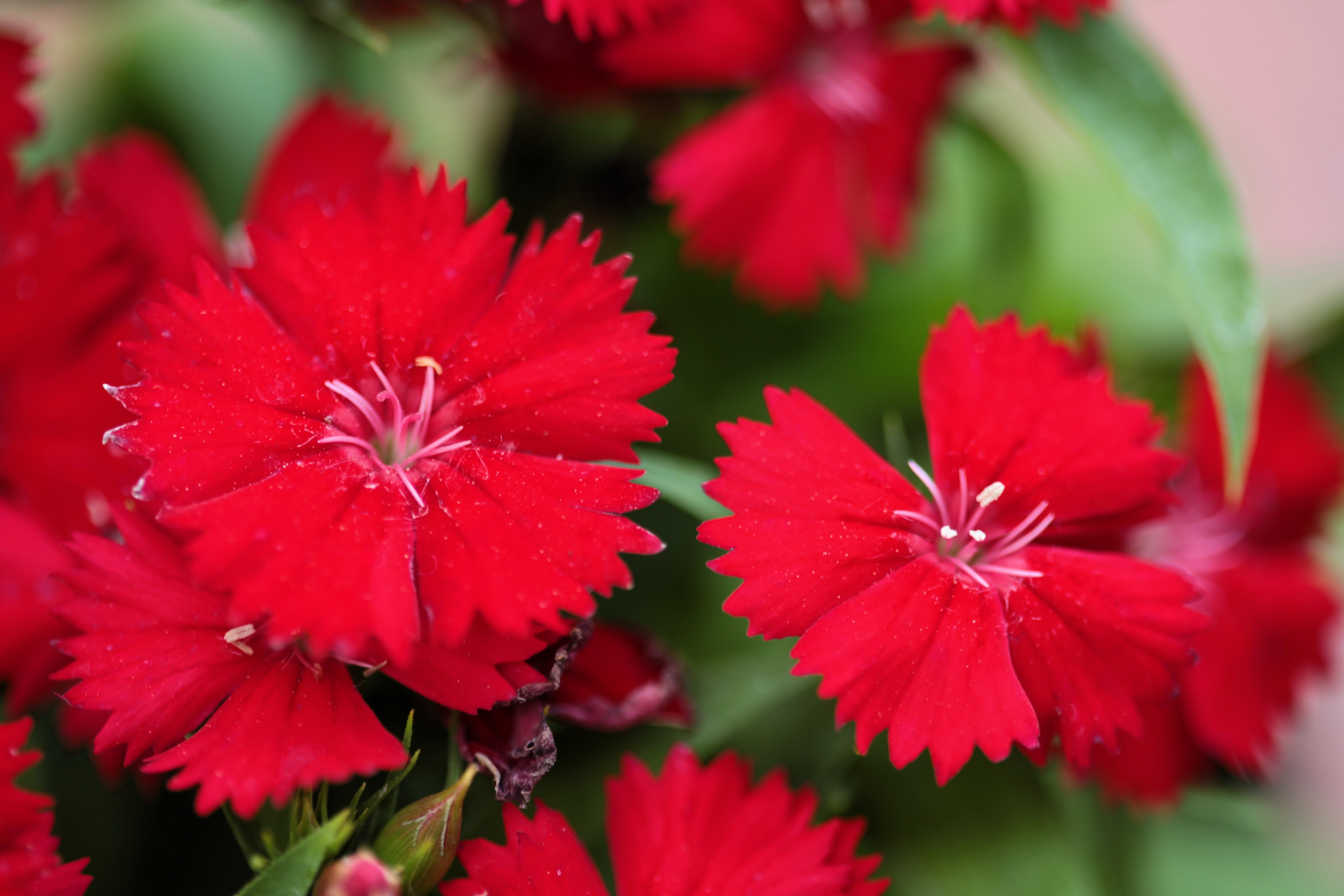100 RED CARDINAL DIANTHUS Deltoides Flower Seeds