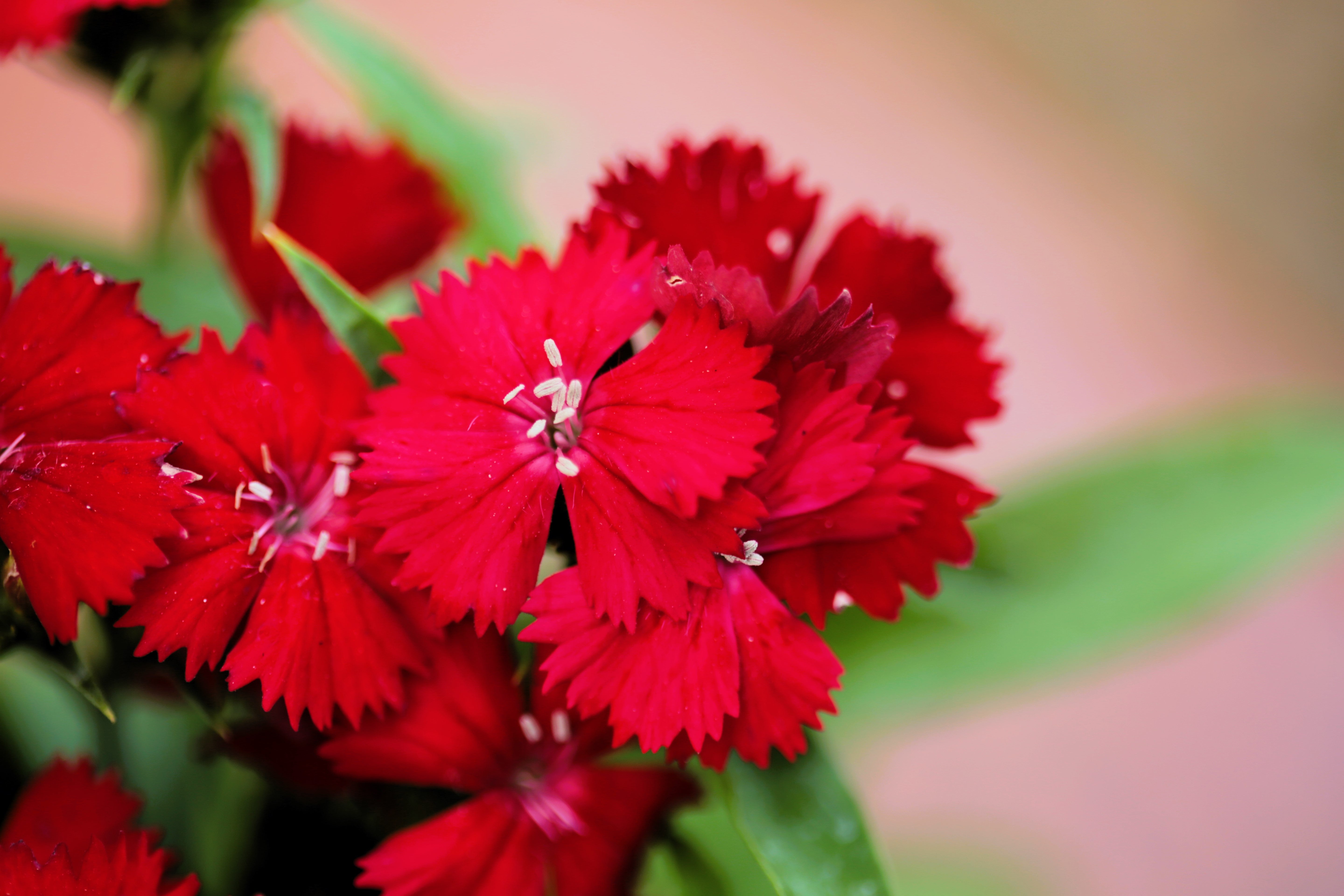 100 RED CARDINAL DIANTHUS Deltoides Flower Seeds