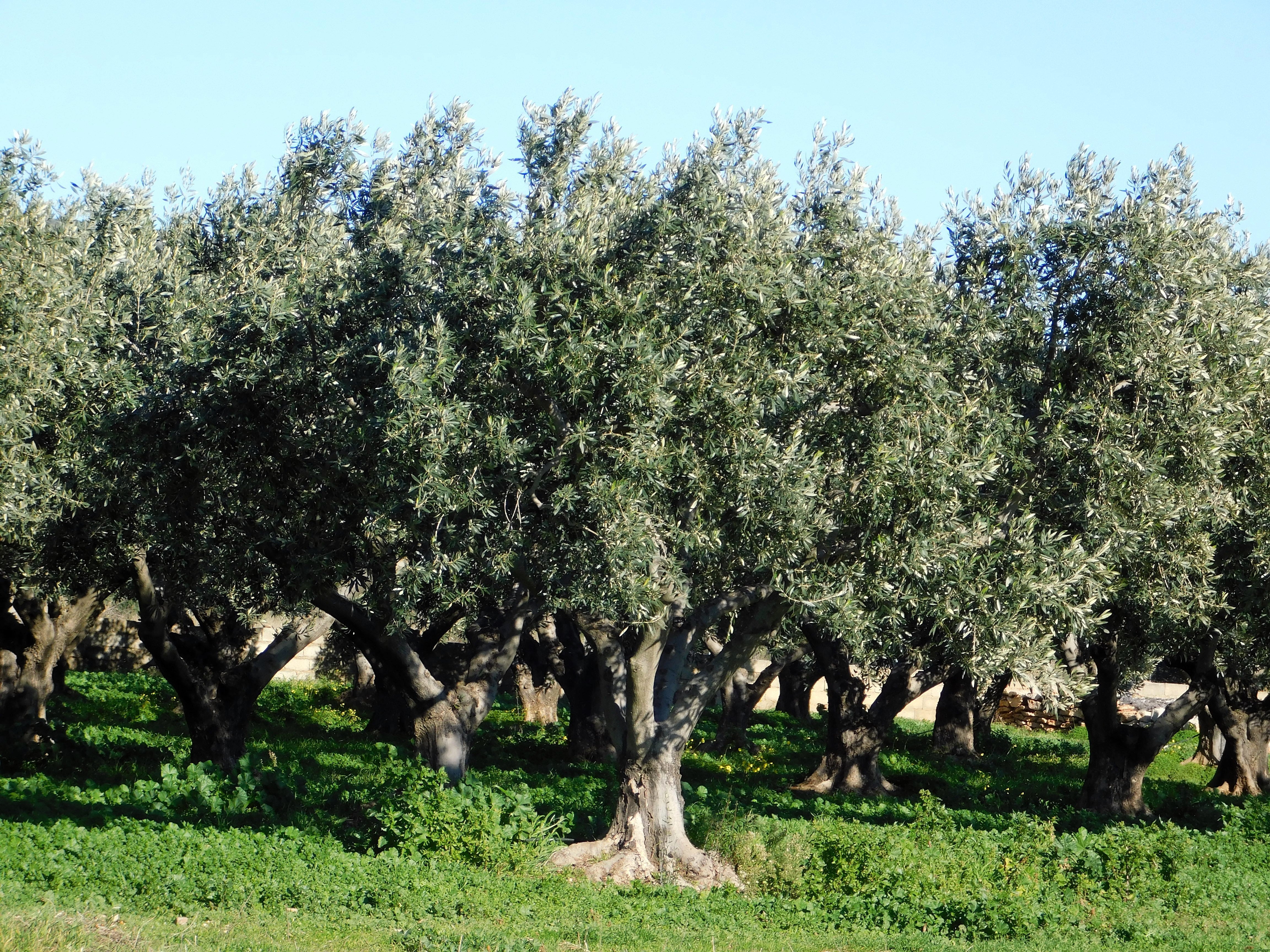 15 EUROPEAN OLIVE TREE Olea Europaea Edible Common Green Black Fruit Seeds