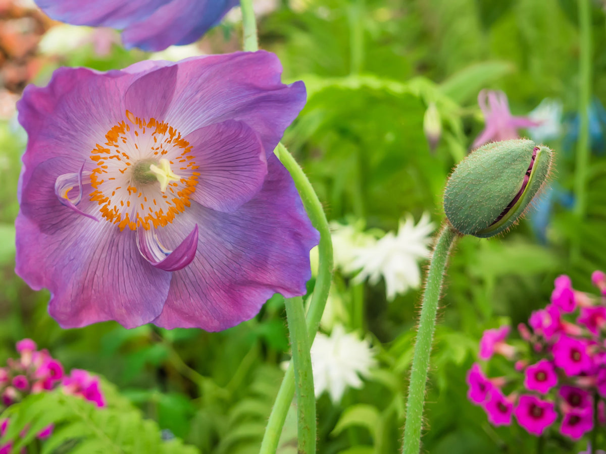10 VIOLET HIMALAYAN POPPY Meconopsis Betonicifolia Purple Hensol Flower Seeds