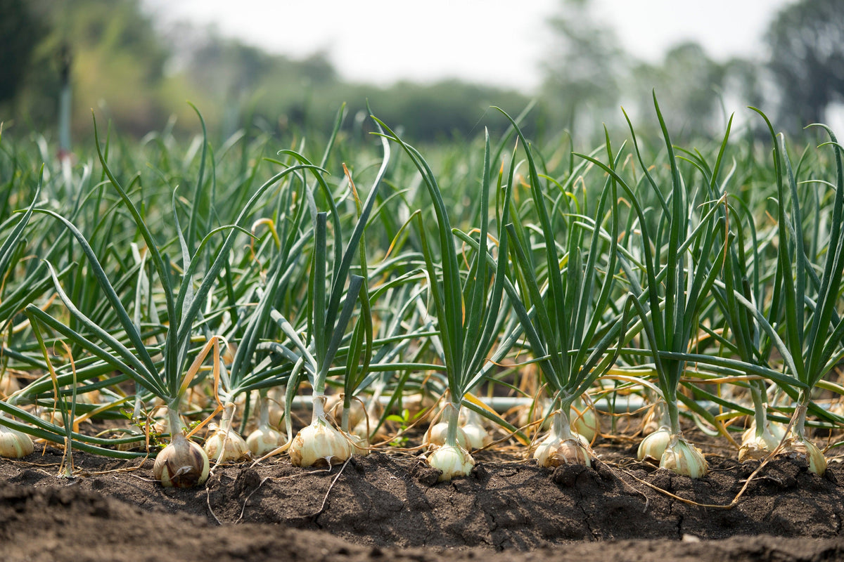 500 Sweet WHITE SPANISH ONION Allium Cepa Vegetable Seeds