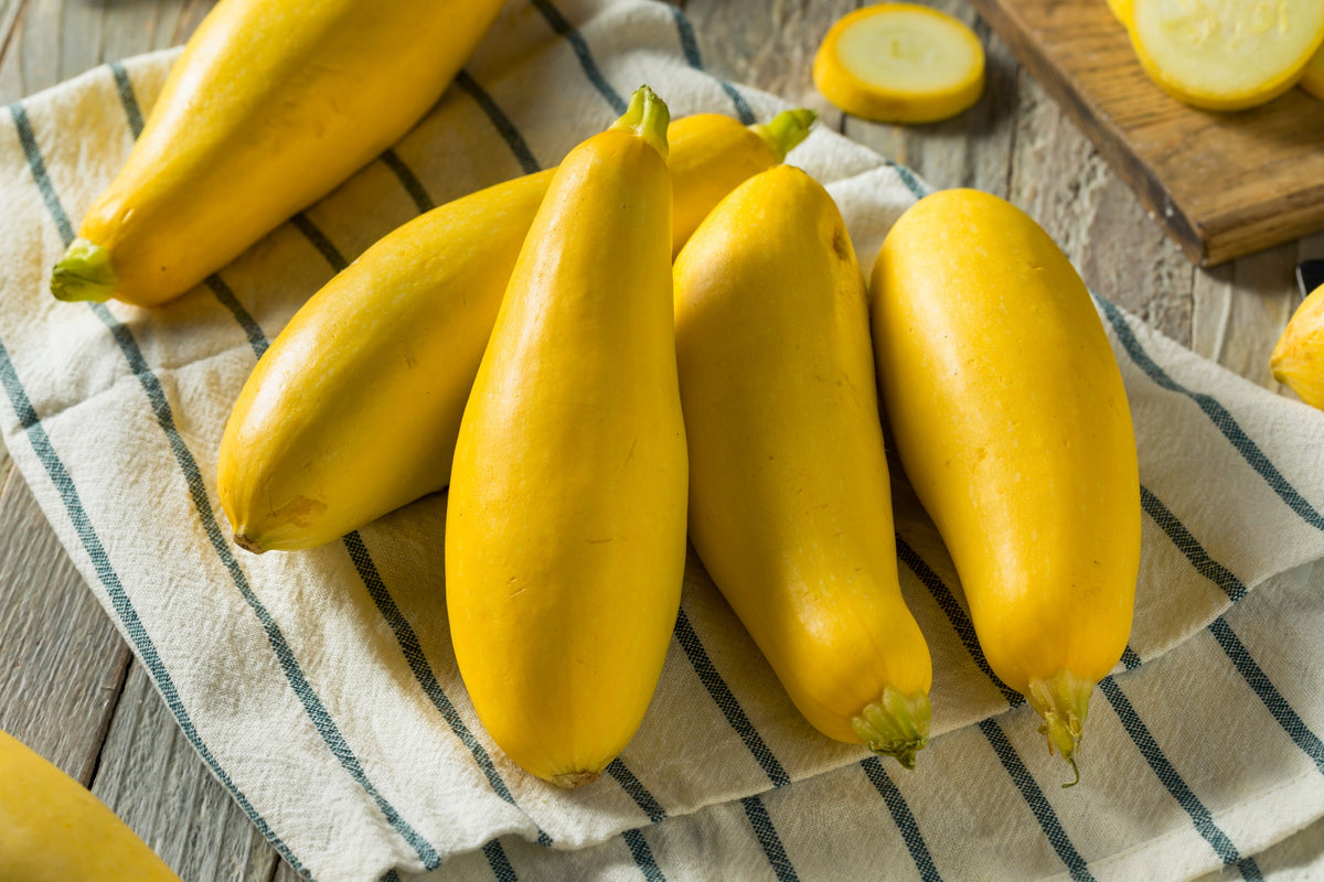 50 Early PROLIFIC STRAIGHTNECK SQUASH Yellow Summer Bush Heirloom Seeds
