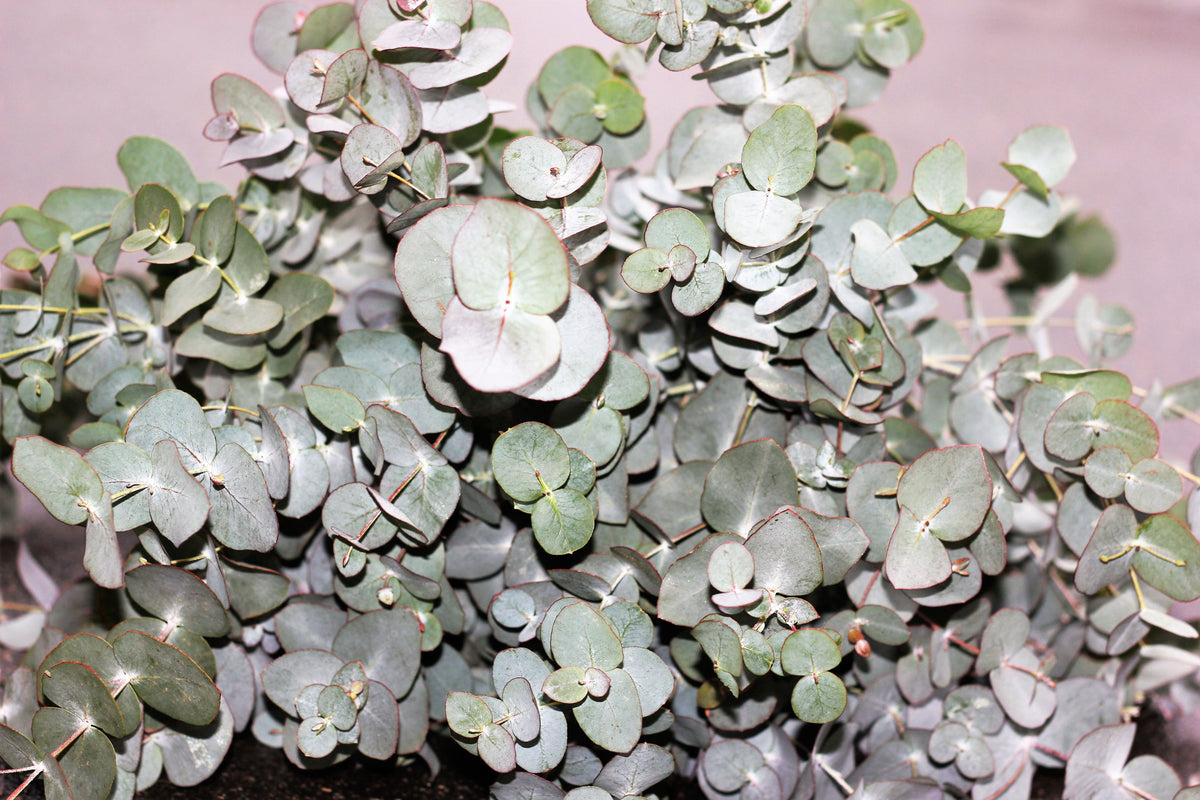 20 SILVER DROP EUCALYPTUS Gunnii Cider Gum Silver Blue Foliage Florist Tree Seeds