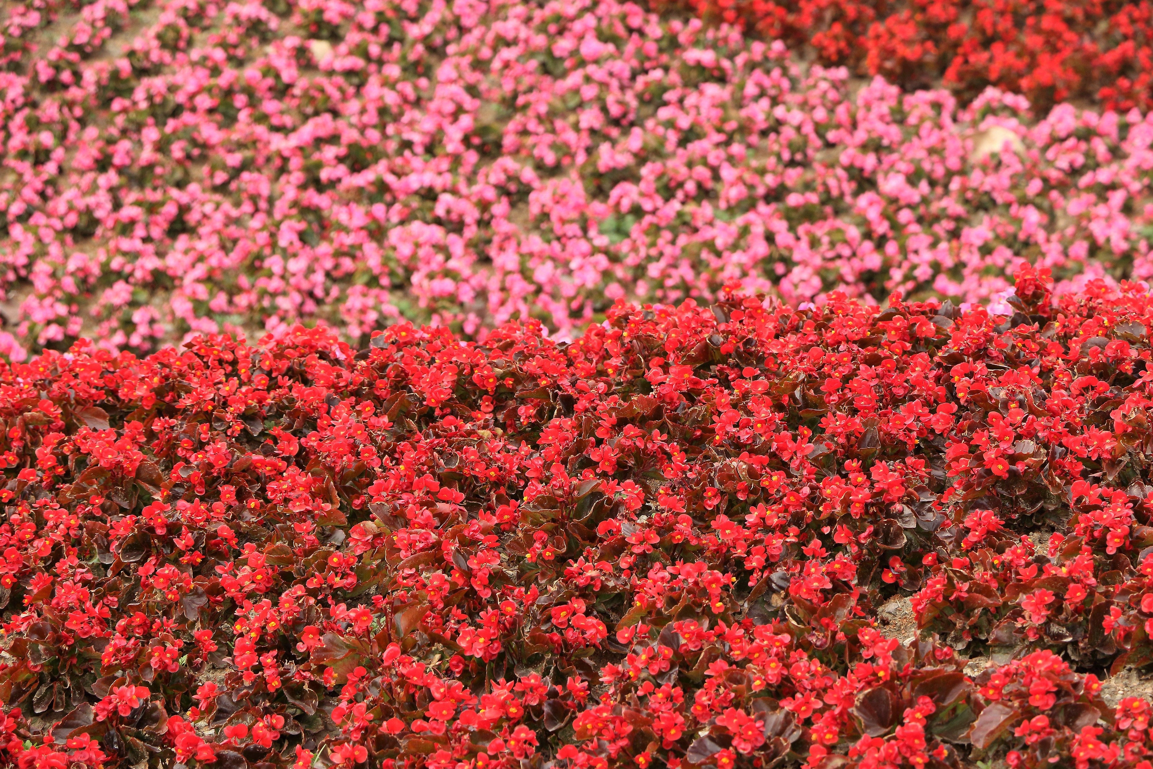 25 WAX MIXED BEGONIA Semperflorens Fibrous Mixed Colors Red Pink White Two Tone Shade Flower Seeds