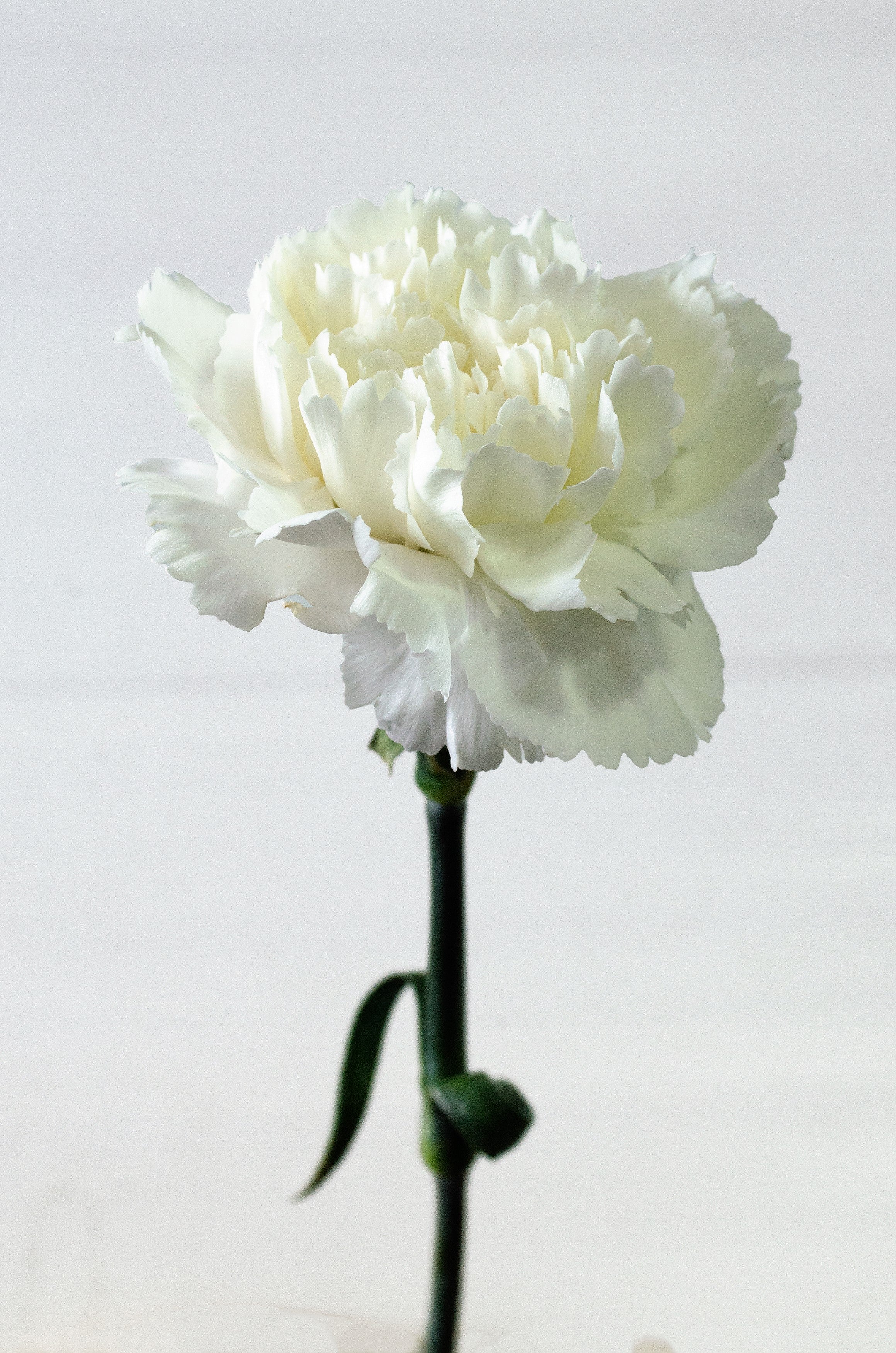 50 WHITE CARNATION Dianthus Caryophyllus Grenadin Flower Seeds