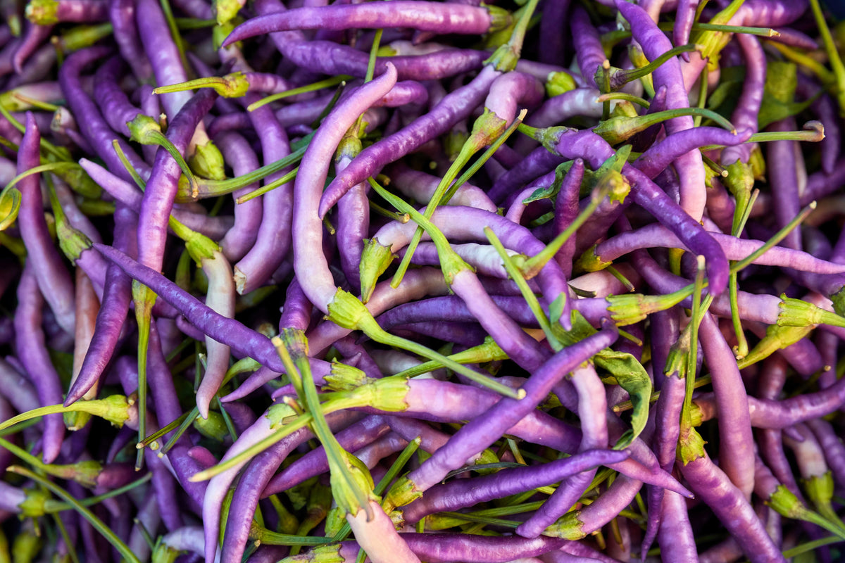 50 PURPLE CAYENNE PEPPER Hot Capsicum Annuum Vegetable Seeds