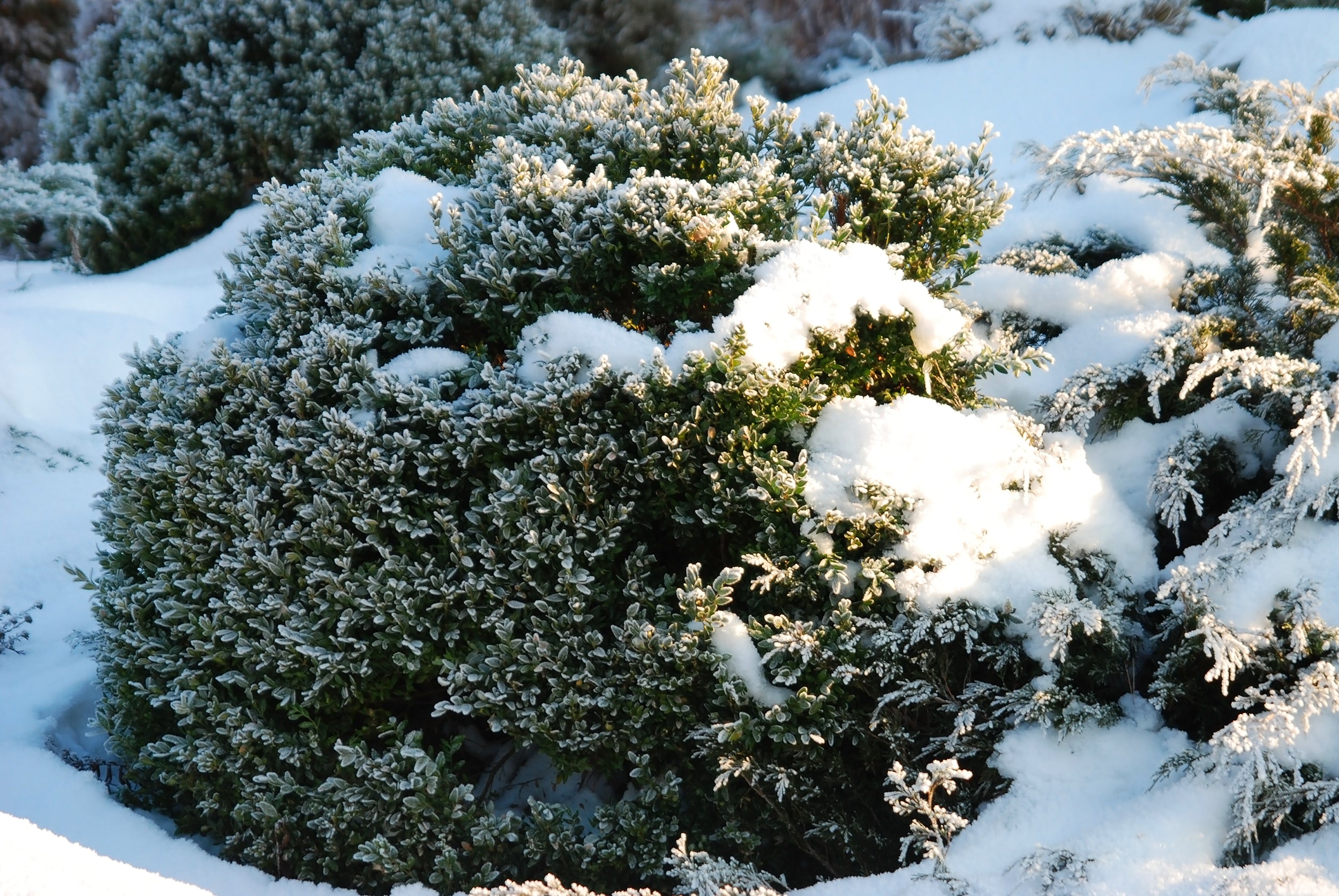 30 AMERICAN BOXWOOD Common Buxus Sempervirens European Box Shrub Seeds