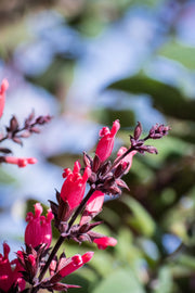 10 Organic California HUMMINGBIRD SAGE Salvia Spathacea Magenta Red Flower Herb Seeds