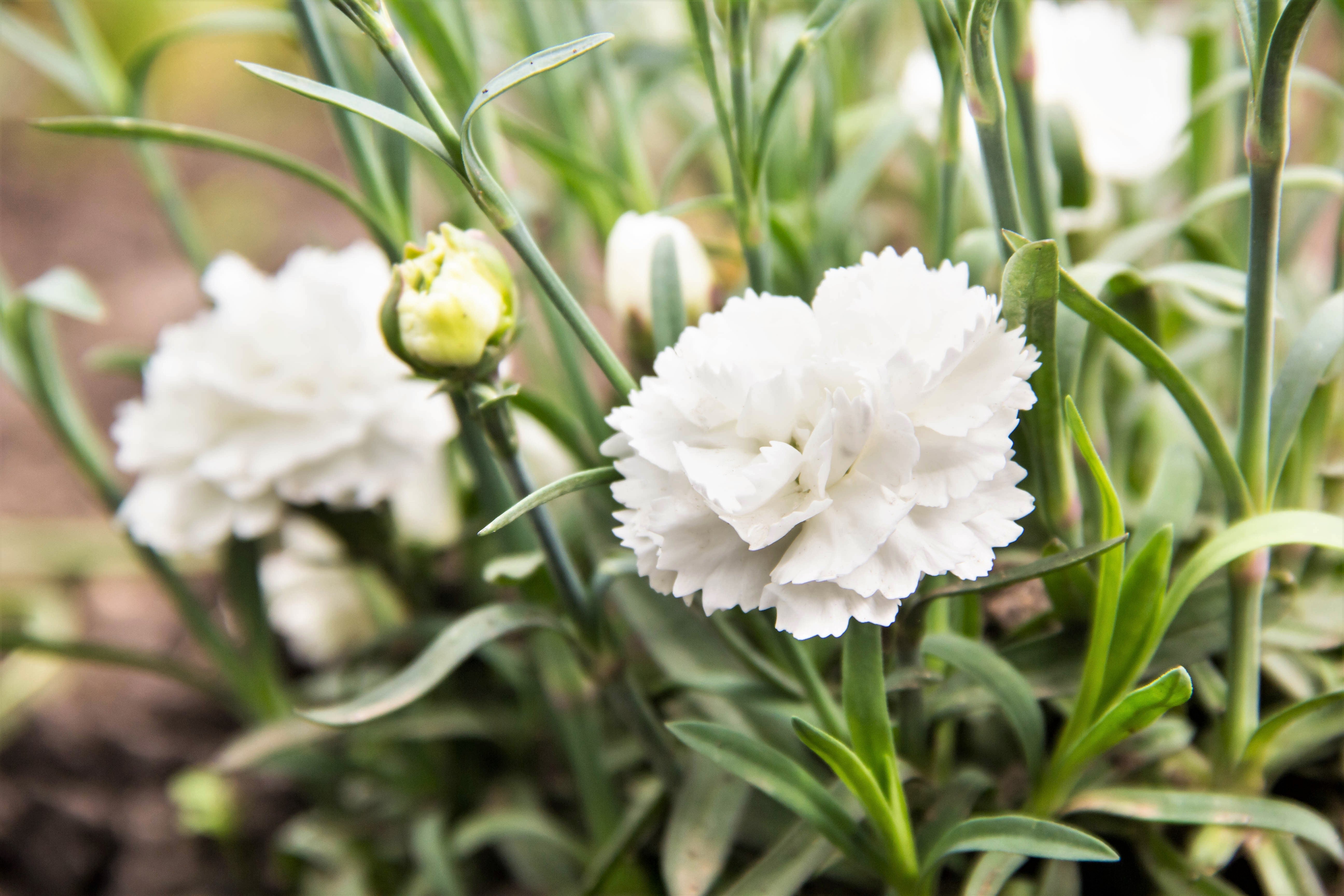 50 WHITE CARNATION Dianthus Caryophyllus Grenadin Flower Seeds