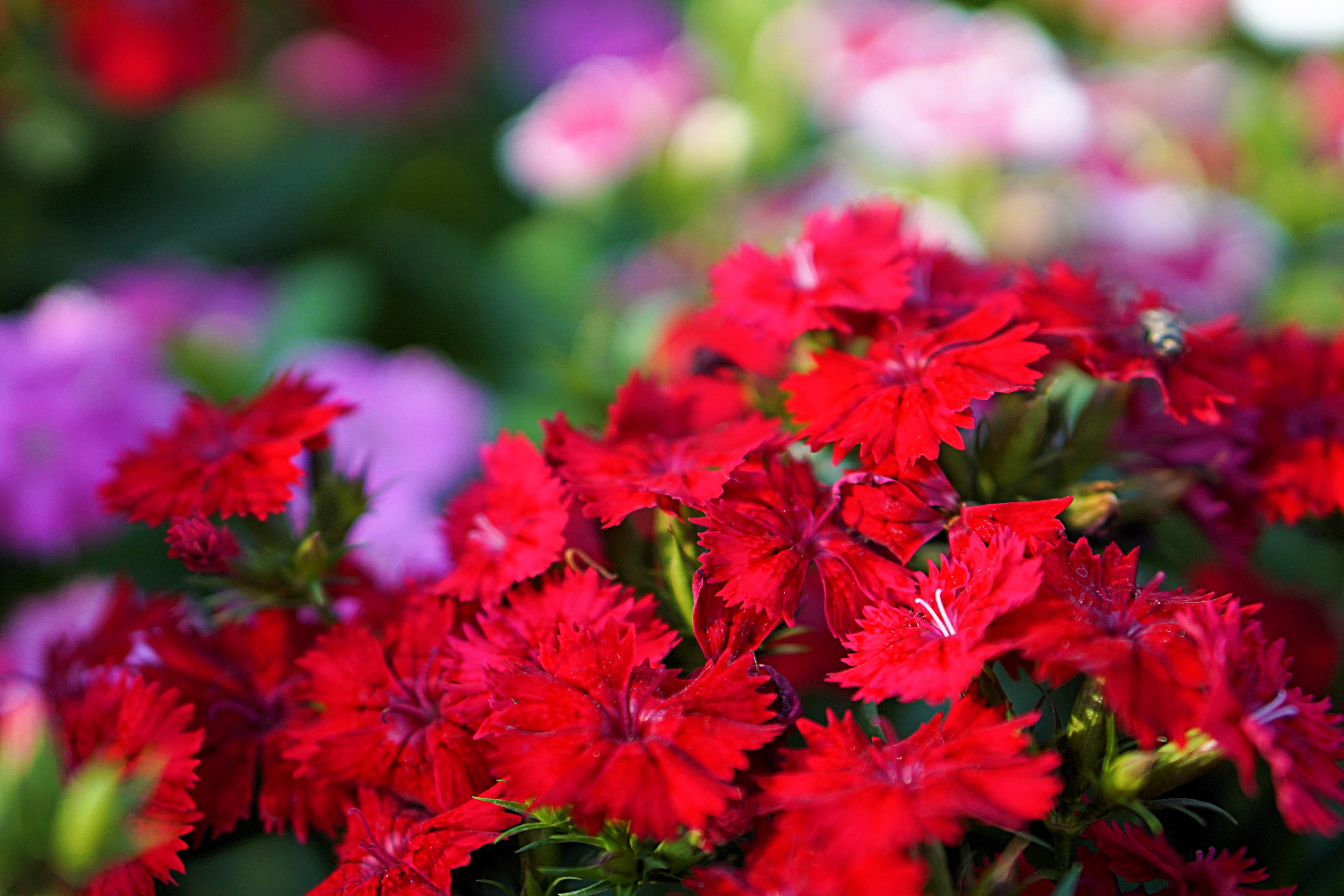 100 RED CARDINAL DIANTHUS Deltoides Flower Seeds