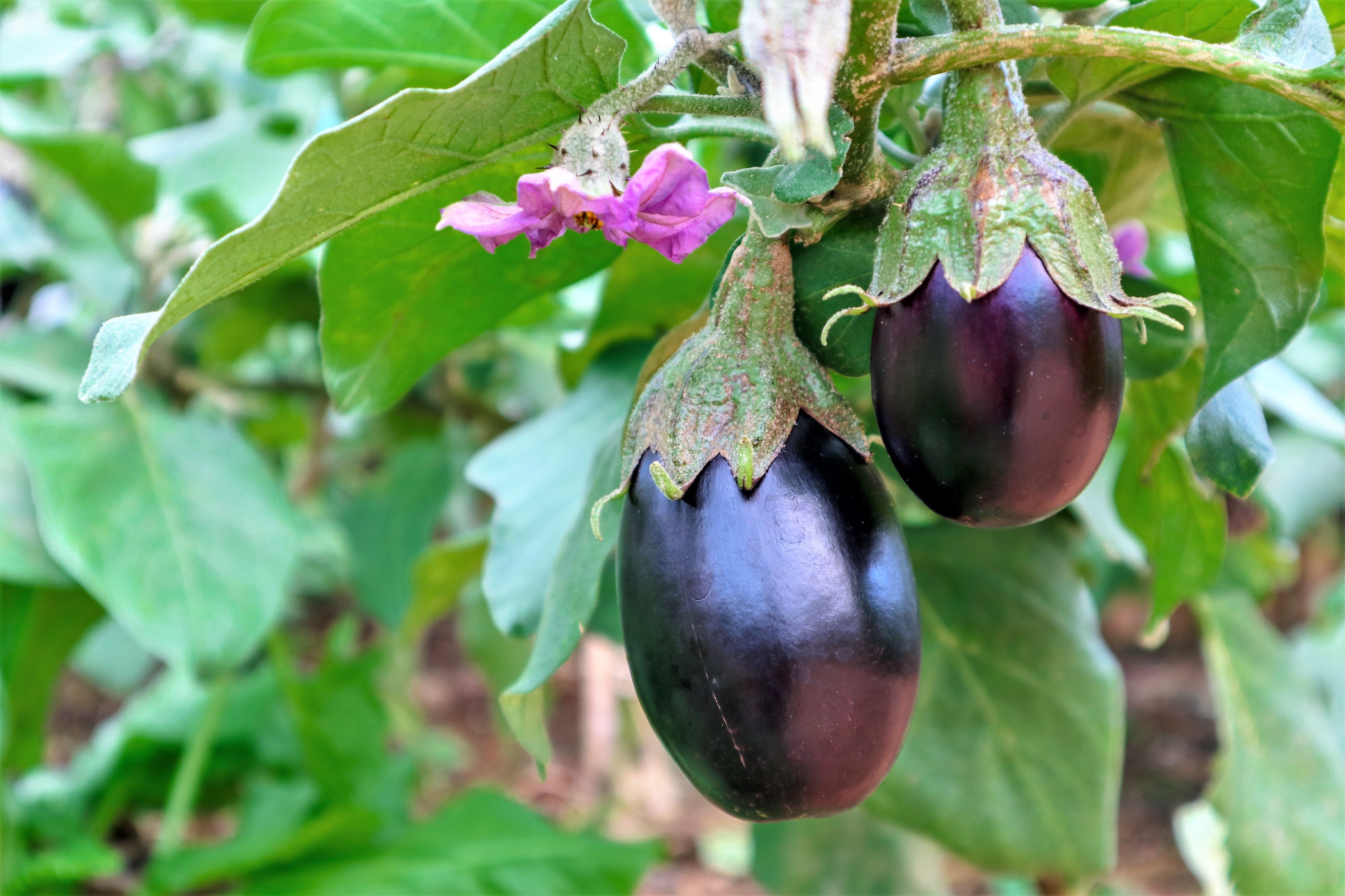 1000 BLACK BEAUTY EGGPLANT Solanum Melongena Esculentum Vegetable Seeds