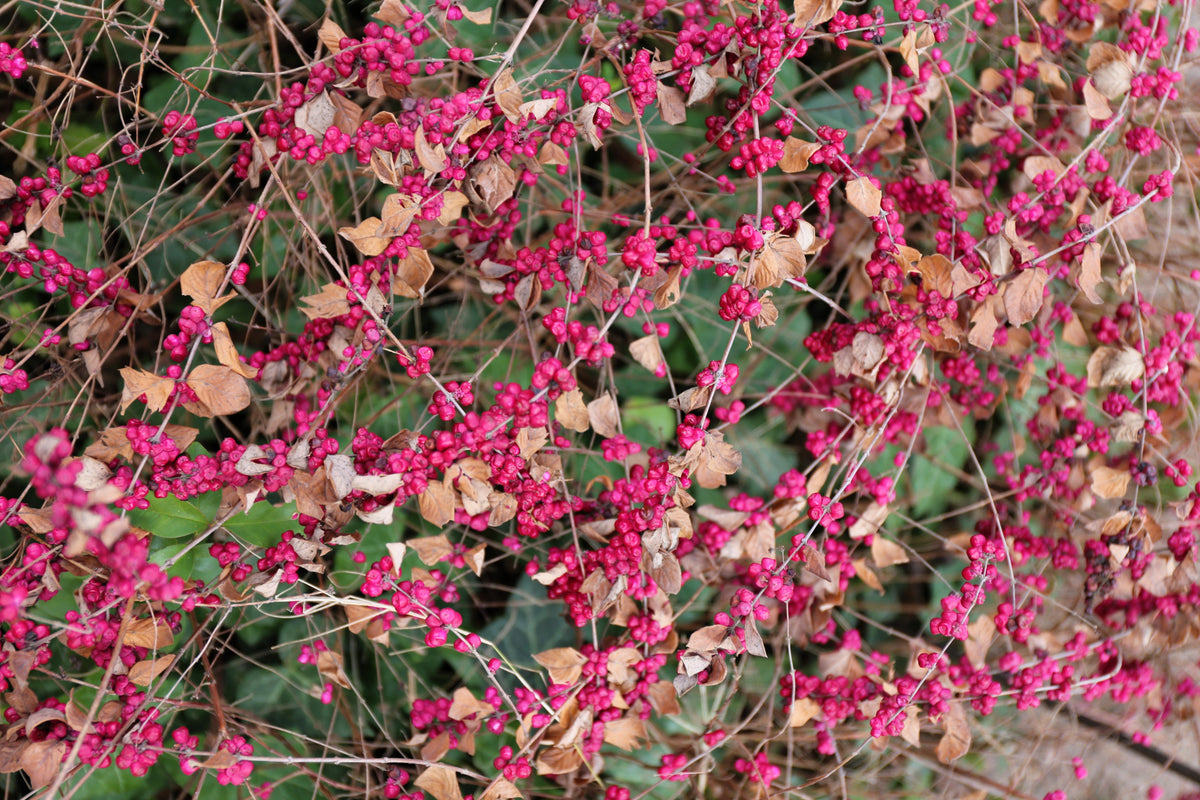 25 CORALBERRY Shrub Flower Pink Indian Currant Symphoricarpos Orbiculatus Seeds