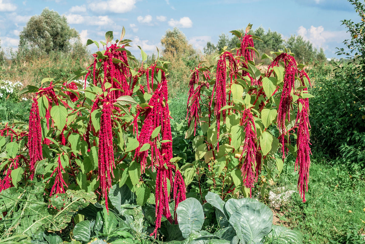 500 LOVE LIES BLEEDING Amaranthus Caudatus (Kiss Me Over The Garden Gate) Flower Seeds