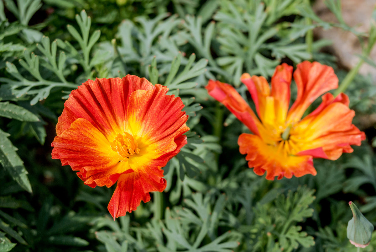 1500 MIKADO POPPY Red Orange California Poppy Flower Eschscholzia Californica Seeds