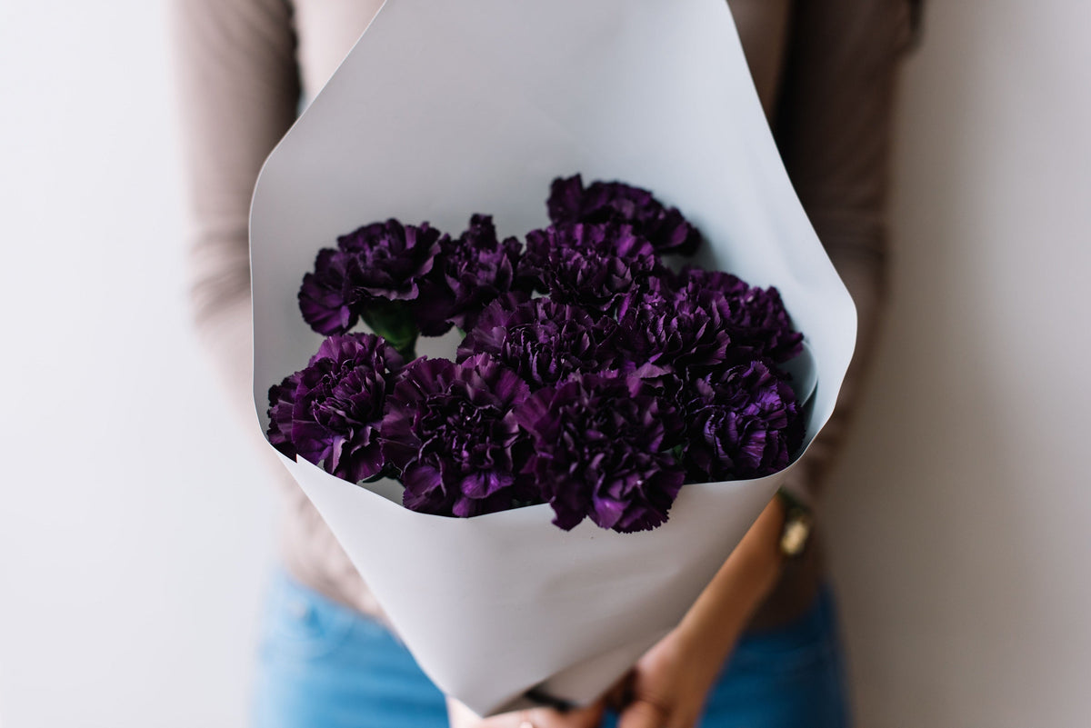 50 BLACK CARNATION King of Blacks Dianthus Caryophyllus Grenadin Double Flower Seeds