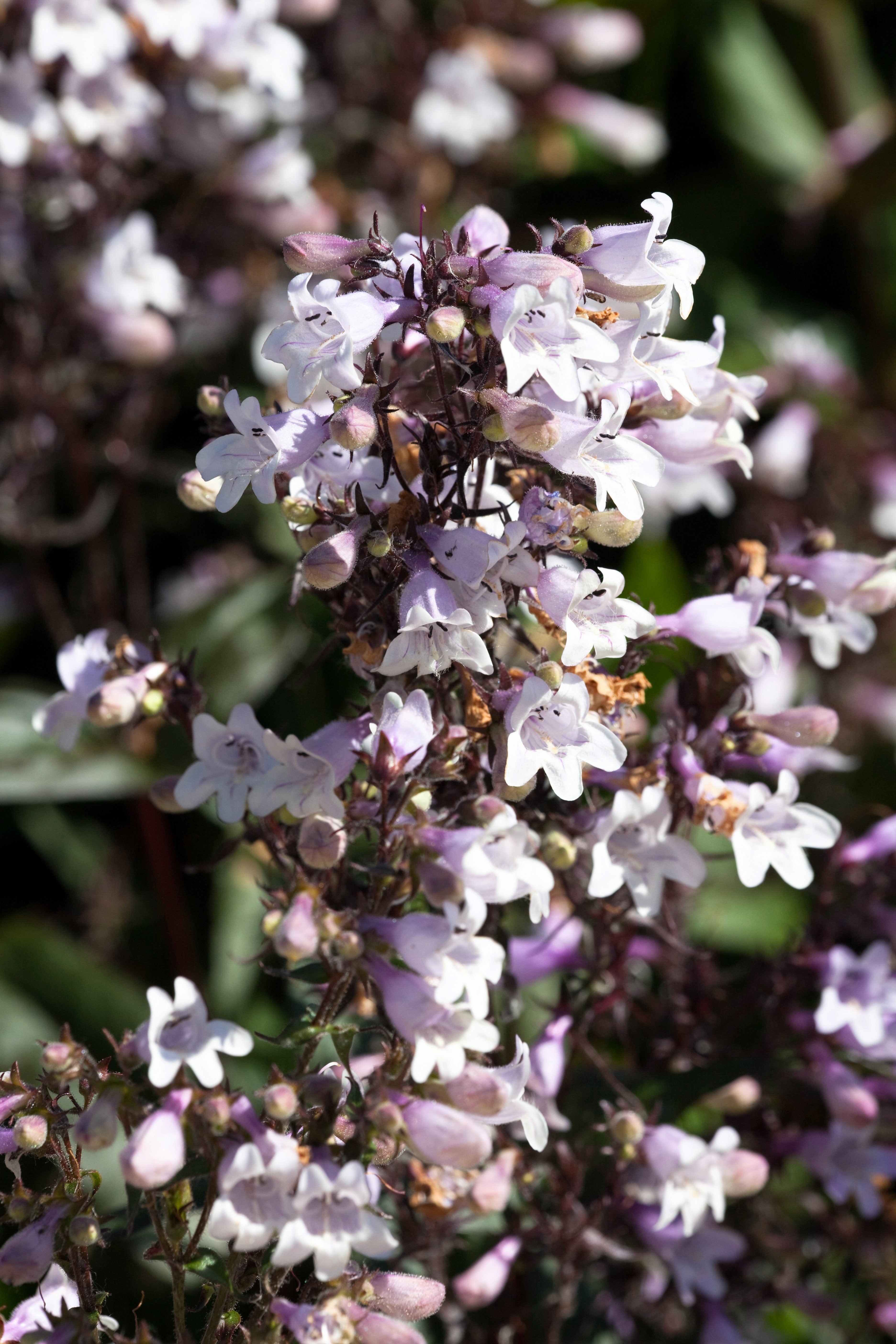 25 HUSKER RED PENSTEMON Digitalis Foxglove Beardtongue White Flower Seeds