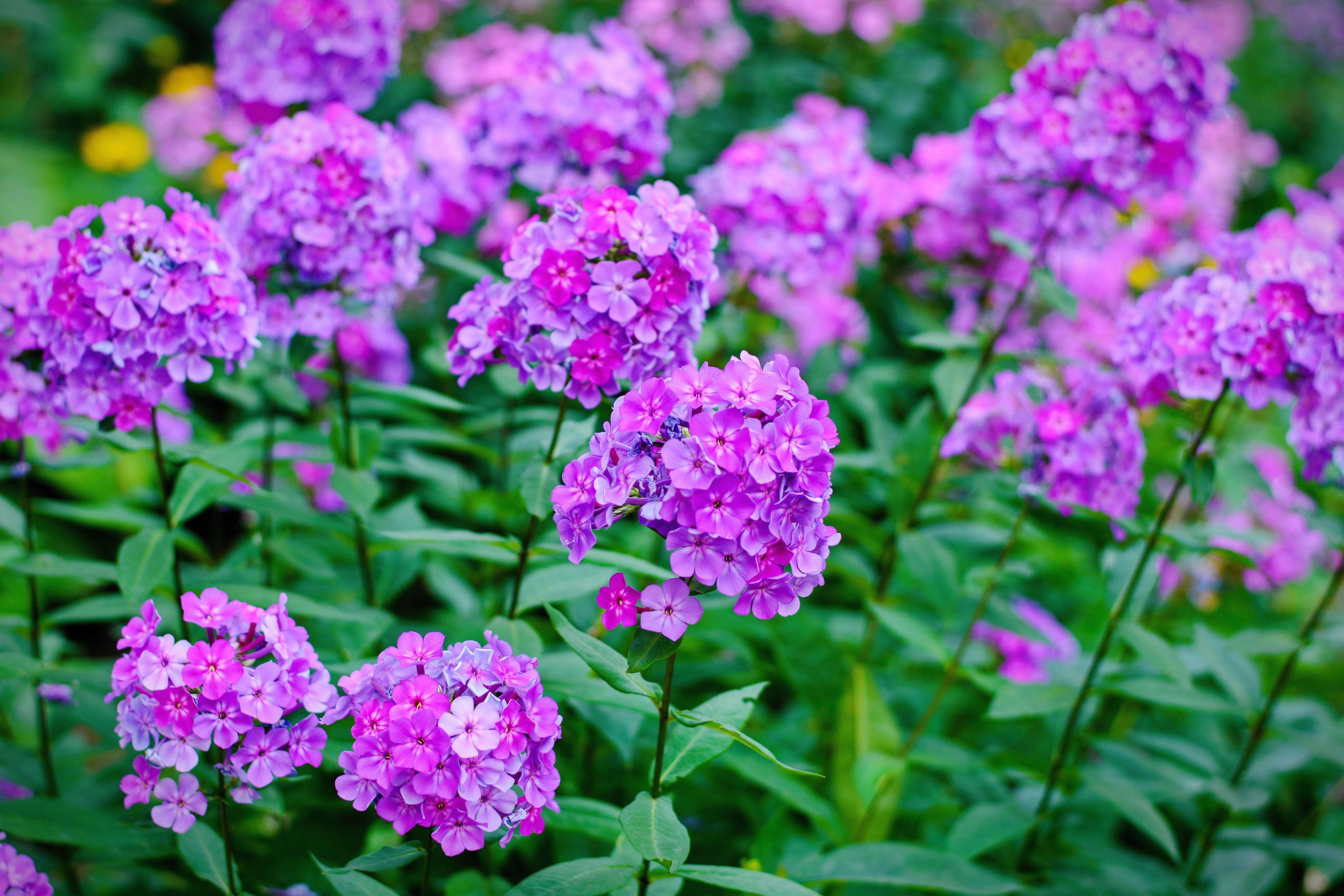 10 TALL GARDEN PHLOX Paniculata Mixed Colors 'New Hybrids Mix' Flower Seeds