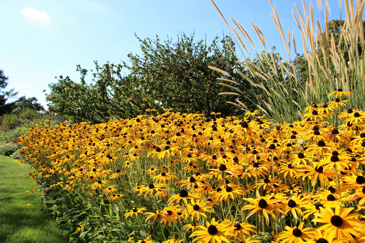 2000 BLACK EYED SUSAN Rudbeckia Hirta Yellow Heirloom Native Flower Seeds