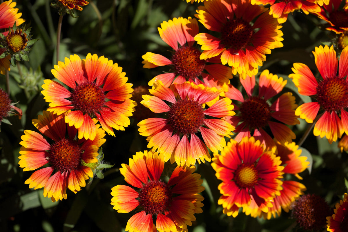 100 ARIZONA SUN GAILLARDIA Pulchella Indian Blanket Flower Seeds