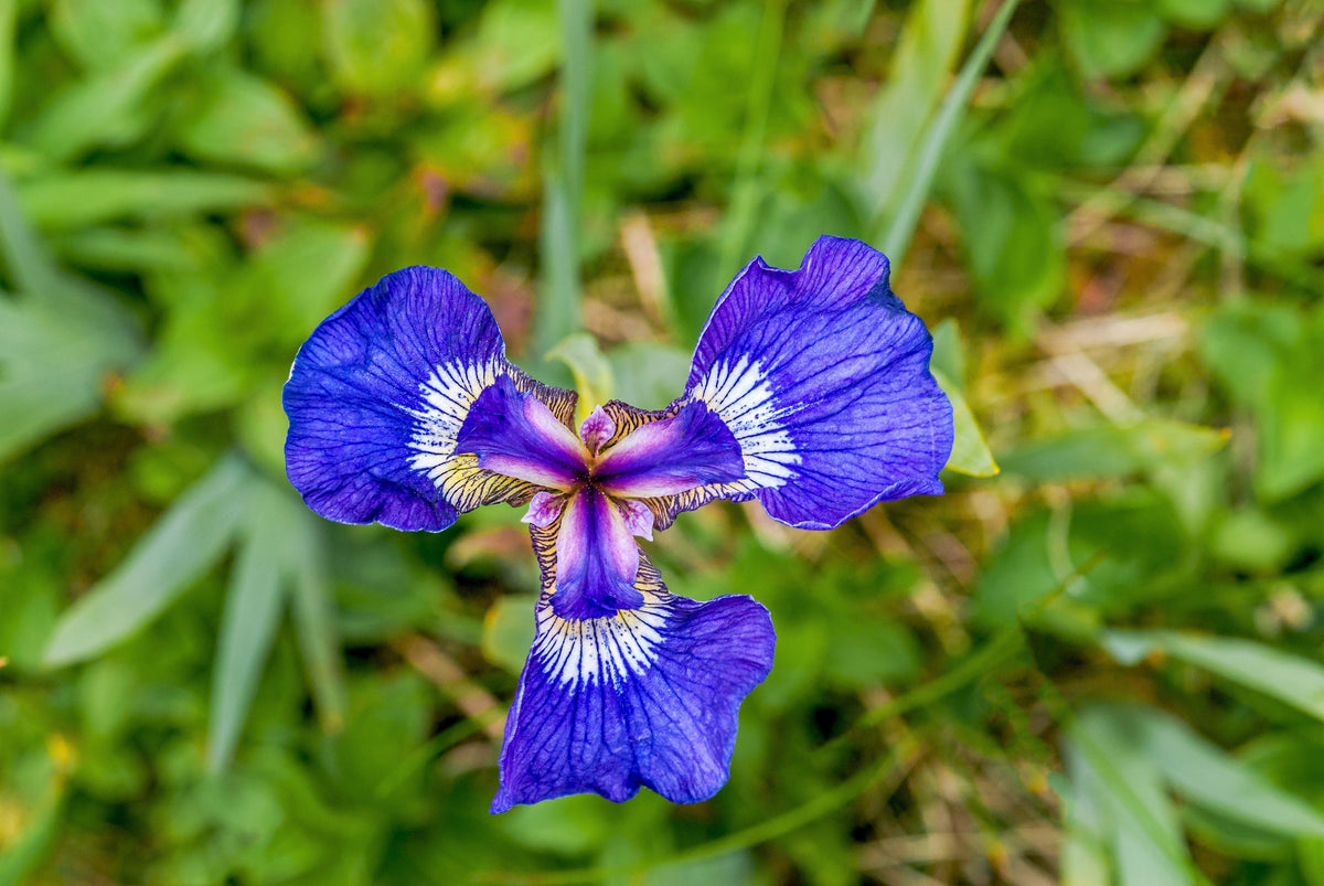 20 ALASKA IRIS Setosa Wild Flag Beachhead Blue Purple White Yellow Native Wetland Flower Seeds