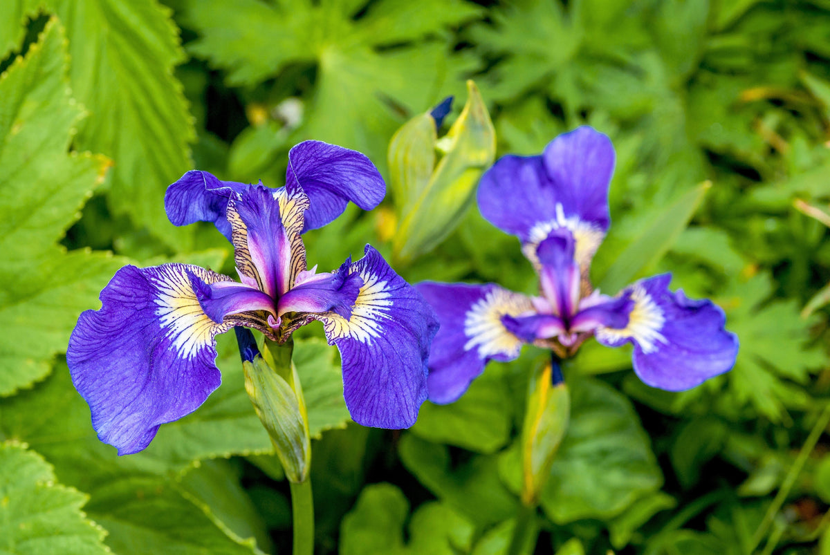 20 ALASKA IRIS Setosa Wild Flag Beachhead Blue Purple White Yellow Native Wetland Flower Seeds