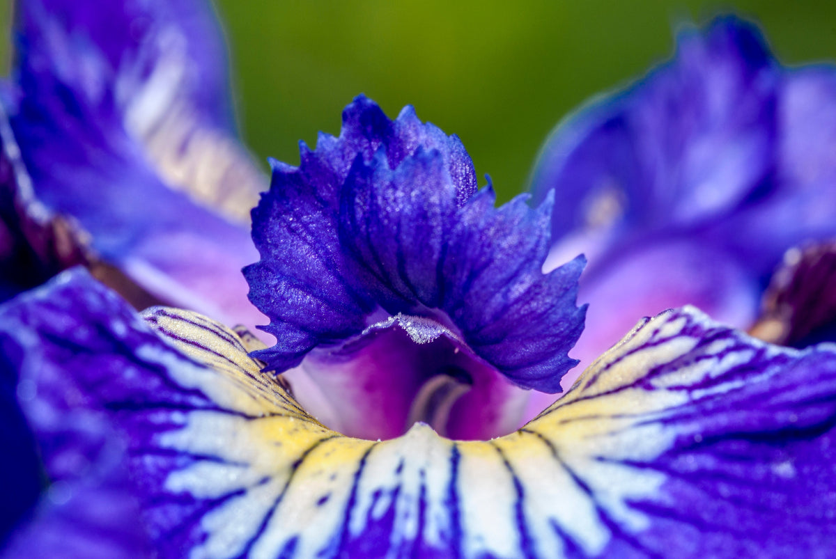 20 ALASKA IRIS Setosa Wild Flag Beachhead Blue Purple White Yellow Native Wetland Flower Seeds