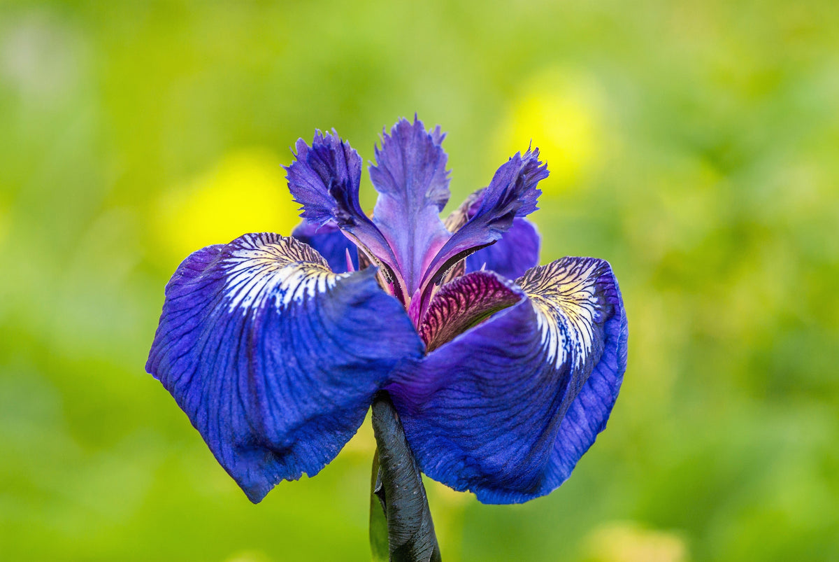 20 ALASKA IRIS Setosa Wild Flag Beachhead Blue Purple White Yellow Native Wetland Flower Seeds