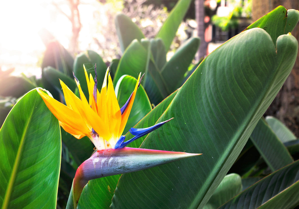 5 TROPICAL BIRD OF PARADISE Strelitzia Reginae Crane Flower Houseplant Seeds