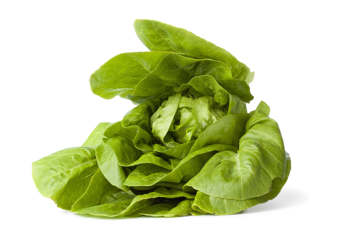 3000 LITTLE GEM LETTUCE Small Romaine Butterhead Lactuca Sativa Vegetable Seeds