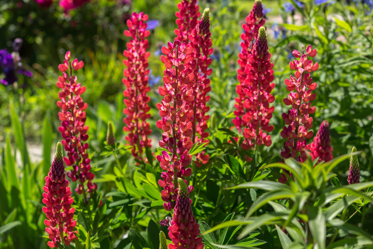 25 RED LUPINE 'My CASTLE' Lupinus Polyphyllus Scarlet Russell Lupin Band of Nobles Series Flower Seeds