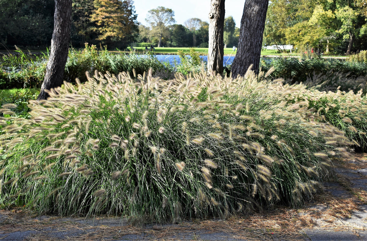25 DWARF FOUNTAIN GRASS Pennisetum Alopecuroides Hardy Ornamental White Plume Seeds